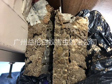 小谷圍白蟻巢防治工程